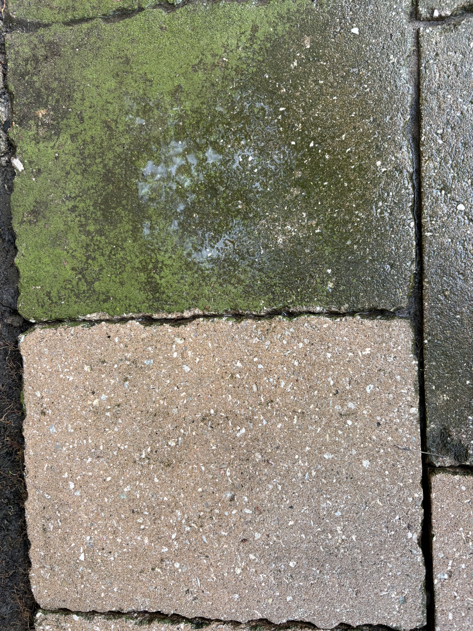 Moss Removal